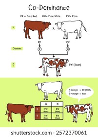 Diagram of Co-Dominance with Roan, law of segregation, Infographic Diagram example Cow or Roan.