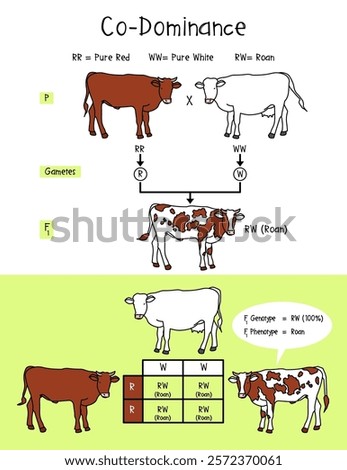 Diagram of Co-Dominance with Roan, law of segregation, Infographic Diagram example Cow or Roan.