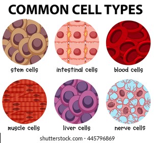 Diagram of common cell types illustration
