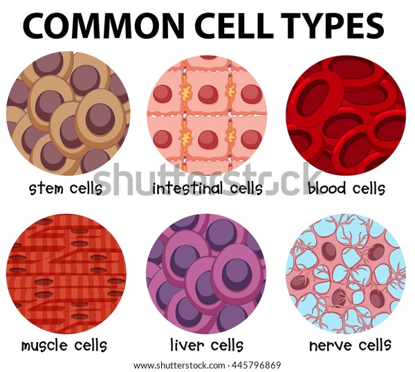 8,847 Types Of Human Cells Images, Stock Photos & Vectors | Shutterstock