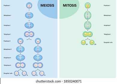 Stages Mitosis Images Stock Photos Vectors Shutterstock