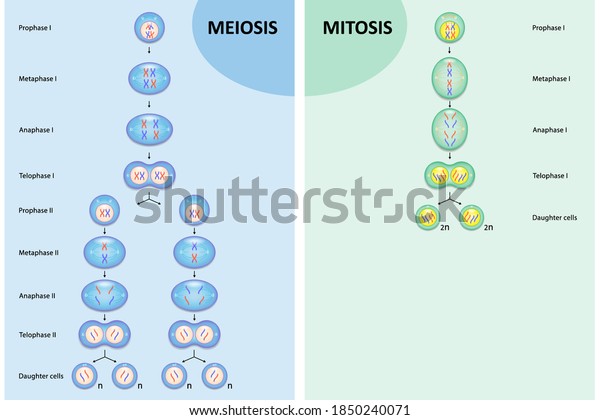 Diagram comparison of Meiosis and Mitosis,\
Process cell division