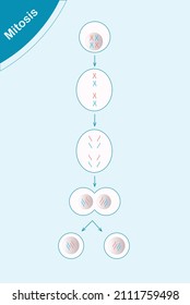 Comparación de mitosis, división celular de procesos.