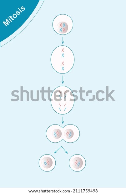 Diagram\
comparison of Mitosis, Process cell\
division.