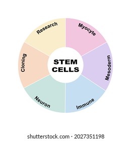 Diagram concept with Stem Cells text and keywords. EPS 10 isolated on white background