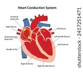 Diagram of the conduction system of the heart with main parts labeled. Electrical system of the heart. Vector illustration isolated on white background.