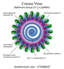 Diagram Of Corona Virus Particle Structure. Coronavirus Detailed Illustration For Pandemic Infographic.