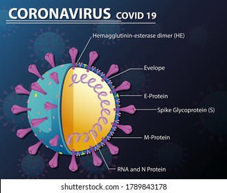 Diagram of Corona virus particle structure illustration