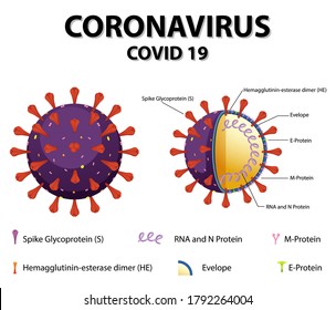 Diagram Of Corona Virus Particle Structure Illustration