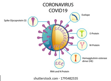 Diagram Of Corona Virus Particle Structure Illustration