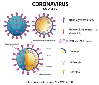 Diagram of Corona virus particle structure illustration