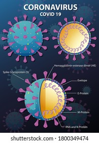 Diagram of Corona virus particle structure illustration