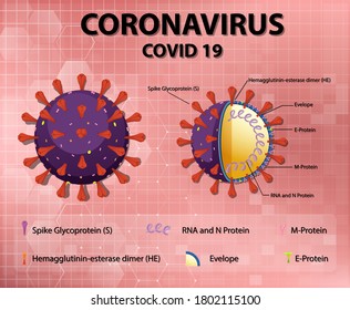 Diagram of Corona virus particle structure illustration