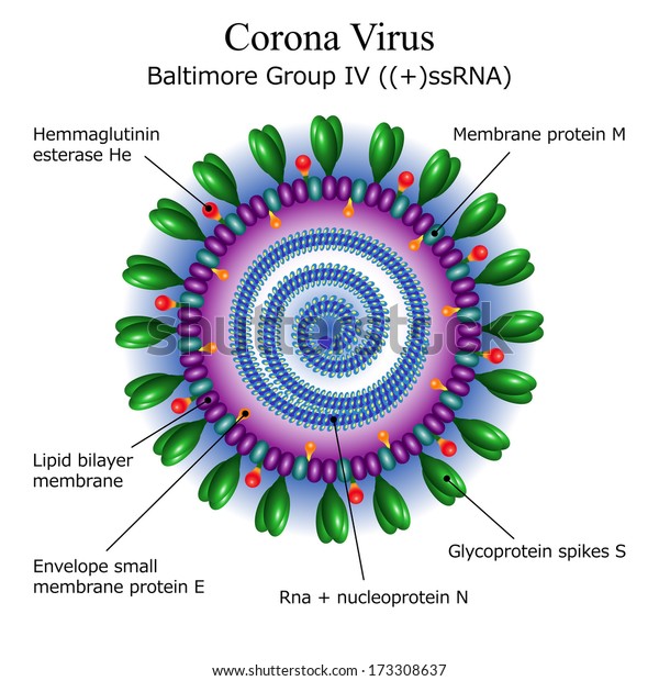 Diagram of Corona virus particle structure