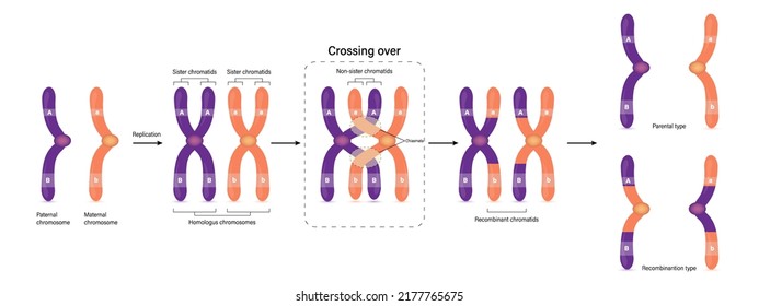 Diagram of Crossing over. Parental type and Recombination type. Genetic variation. Vector used for scientific and medical education.