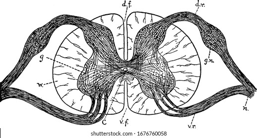 Diagram Of A Cross-section Of The Spinal Cord Through The Roots Of Spinal Nerves. C, Central Canal; D.f., Dorsal Fissure; And Other Parts Labelled, Vintage Line Drawing Or Engraving Illustration.