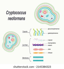 Diagram of Cryptococcus Neoformans Cell
