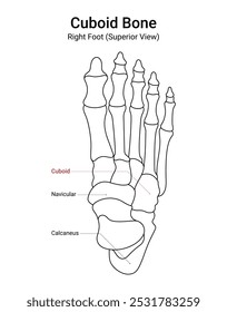 Diagrama da Vista Superior do Pé Direito do Osso Cuboide