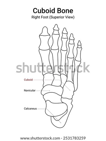 Diagram of Cuboid Bone Right Foot Superior View
