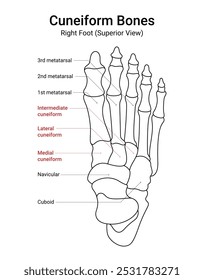 Diagrama de Ossos Cuneiformes do Pé Direito Superior View