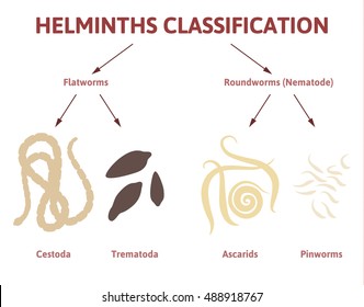 Helminth worm herpes, Helminth and worms