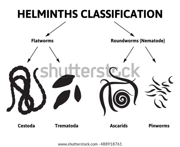 寄生虫の種類 扁平な虫と丸い虫の種類を描いた図 のベクター画像素材 ロイヤリティフリー
