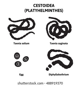 diagram depicting the flatworms, the types of parasites, tapeworm different, black silhouette