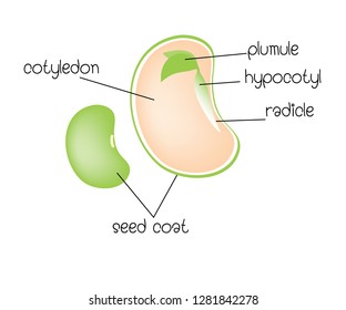 Diagram Of A Dicotyledon Seed