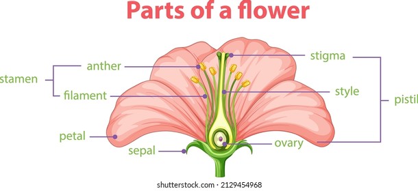 Diagram of different part of flower illustration