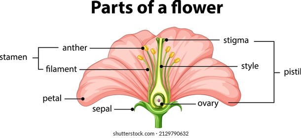 Diagram of different part of flower illustration