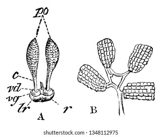 Diagram of different parts of orchid's pollen, as shown in picture. Short name is given in picture as c- Caudicle; vd- Viscid Disk; vg- Viscid Glove; r- Rostellum; lr- Lip of Rostellum, vintage 