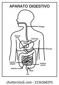 Diagram of the digestive system, in black and white, school diagram with names