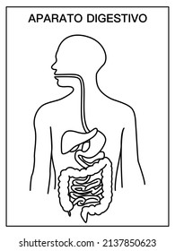 Abbildung des Verdauungssystems, schwarz-weiß, Schuldiagramm ohne Namen
