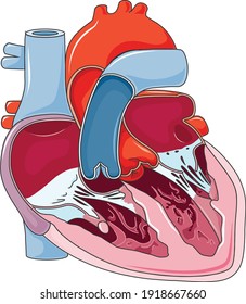 Diagram of dissected human heart anatomy