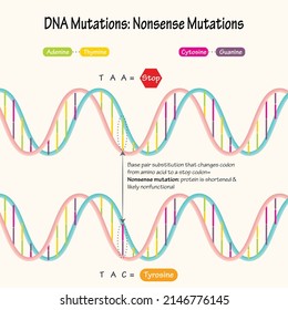 Diagram of DNA Nonsense Mutations