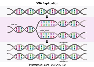 Diagram of DNA replication. Process by which a double stranded DNA molecule is copied to produce two identical DNA molecules.