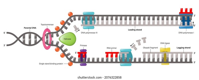 Diagram of DNA replication. Synthesis of leading strand and lagging strand during DNA replication.