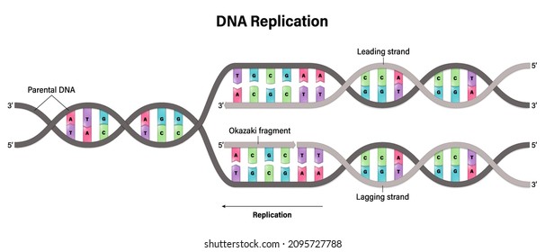 Diagram of DNA replication. Synthesis of leading strand and lagging strand during DNA replication.