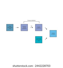 Diagram of drug first pass metabolism process - oral drug administration, intestinal mucosal metabolism, hepatic metabolism and systemic circulation vs. parenteral drug administration. 