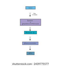 Diagram of drug metabolism inducer process - effect on CYP450 enzymes synthesis, drug metabolism, half life, plasma concentration and pharmacological effect. Simple flow chart illustration.