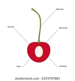 Diagram of a drupe fruit. Cherry drupe.