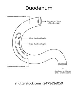 Diagram of Duodenum in Line Art