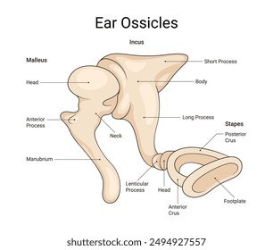 Diagram of the Ear Ossicles