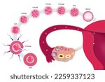 Diagram of early human embryonic development. Human embryogenesis. Ovulation. Oocyte, Fertilization, Zygote, 2-cell, 4-cell, 6-cell, 8-cell, 16-cell stage, Morula, Blastocyst.