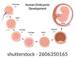 Diagram of early human embryonic development. Human embryogenesis. Fertilization, Zygote, 2-cell, 8-cell, Morula, Blastocyst and Embyo.
