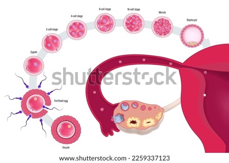 Diagram of early human embryonic development. Human embryogenesis. Ovulation. Oocyte, Fertilization, Zygote, 2-cell, 4-cell, 6-cell, 8-cell, 16-cell stage, Morula, Blastocyst.