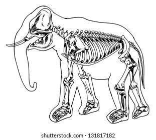 Diagram of the elephant skeleton