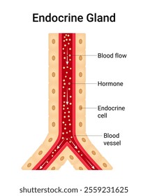 Diagram of the Endocrine Gland