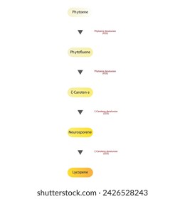 Diagram of enymatic biotransformation of phytoene to lycopene via PDS, ZDS, phytofluene, zeta carotene and neurosporene
