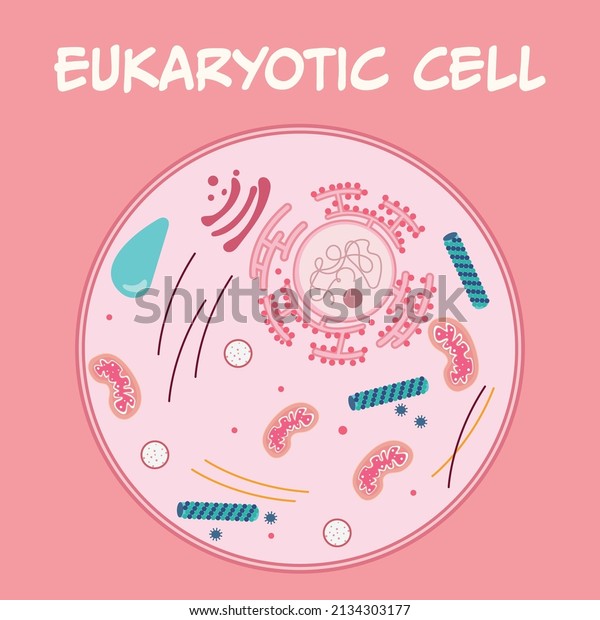 Diagram of a Eukaryotic Cell\
